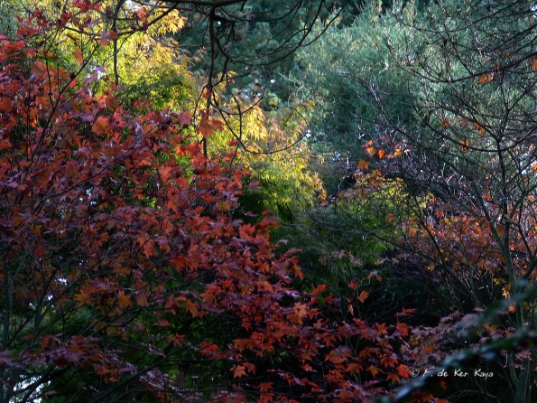 Bois des moutiers fall 2012 (1)